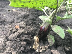 EggplantVegetarian cuisine of TurkeyEggplant in the garden