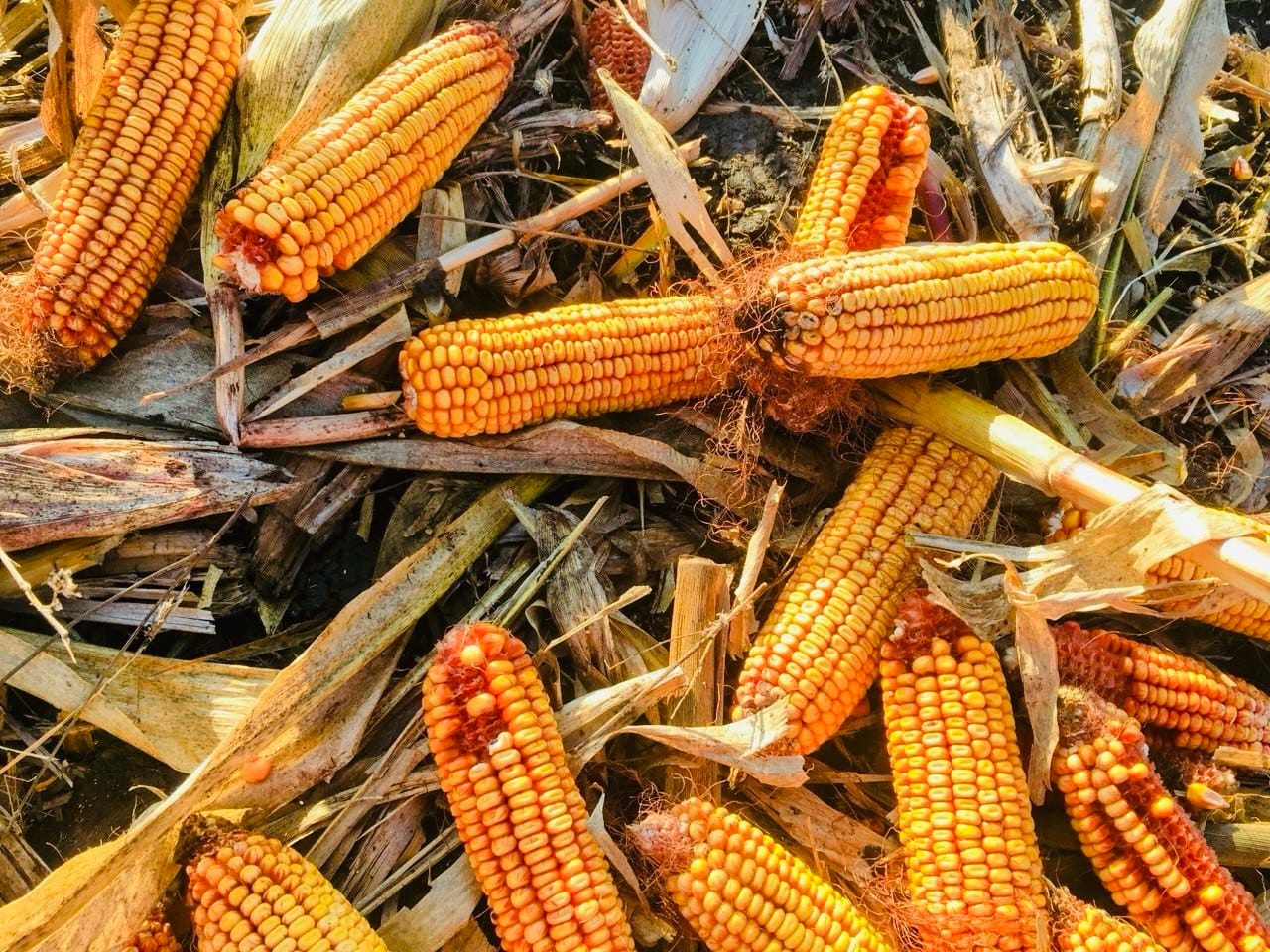 Dried field corn cobs scattered on dry husks, the traditional raw ingredient for milling gluten-free cornmeal and masa harina.