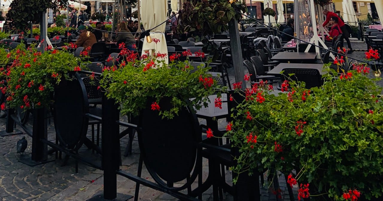 Kawiarniany ogródek na brukowanym placu z czerwonymi kwiatami.